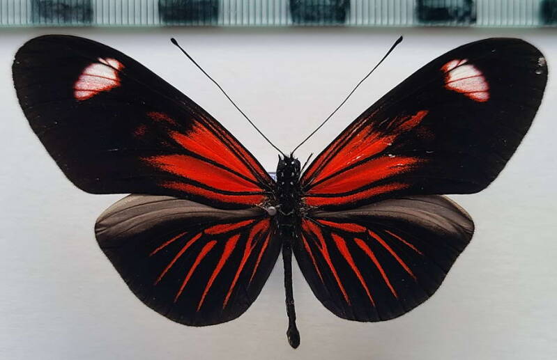 heliconius_erato_forme-31-standard.jpg