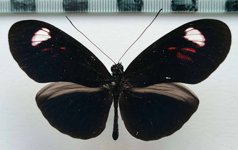 heliconius_erato_forme-32-standard.jpg