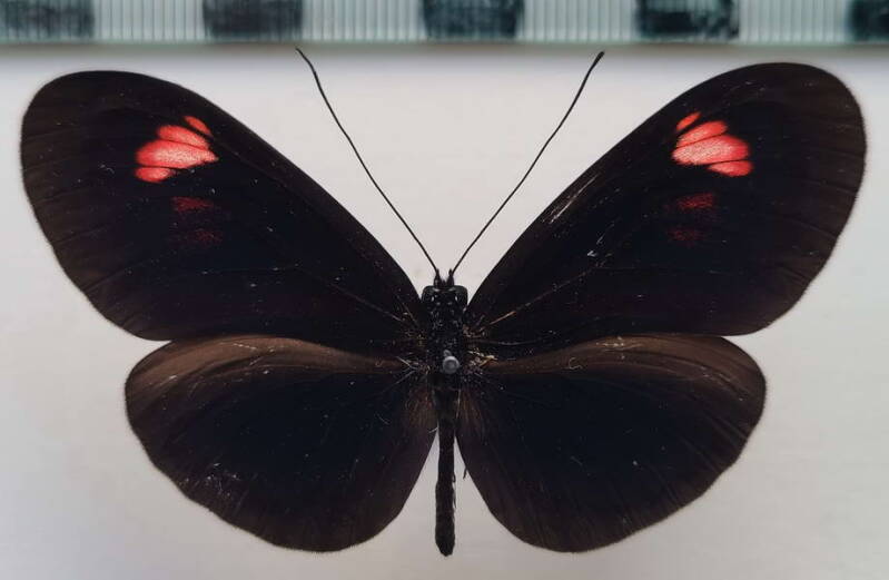 heliconius_erato_forme-33-standard.jpg