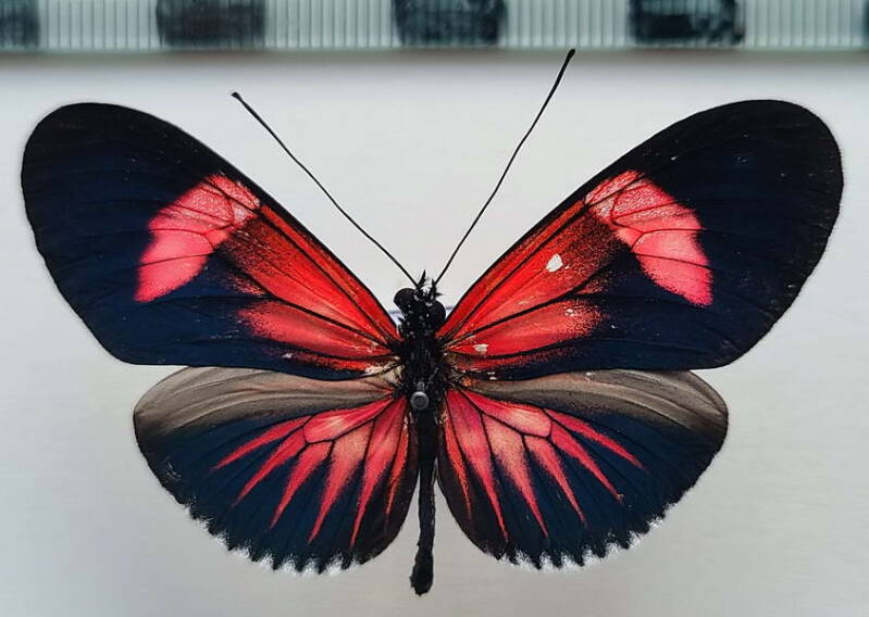 heliconius_erato_forme-35-standard.jpg