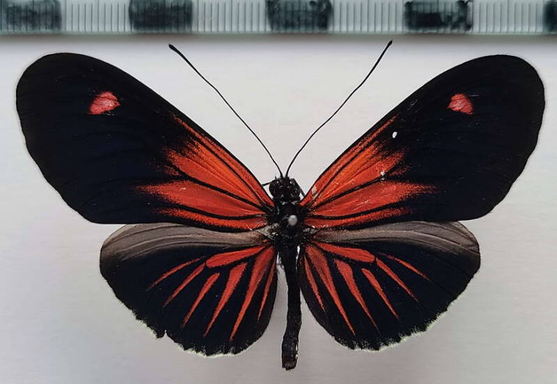 heliconius_erato_forme-36-standard.jpg