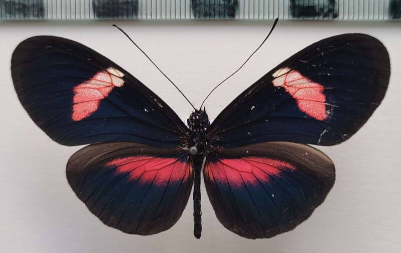 heliconius_erato_forme-37-standard.jpg