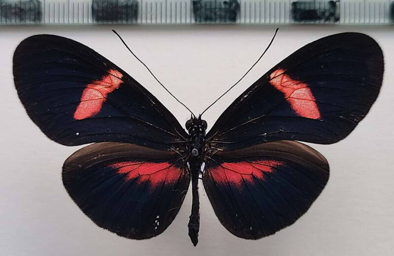 heliconius_erato_forme-38-standard.jpg