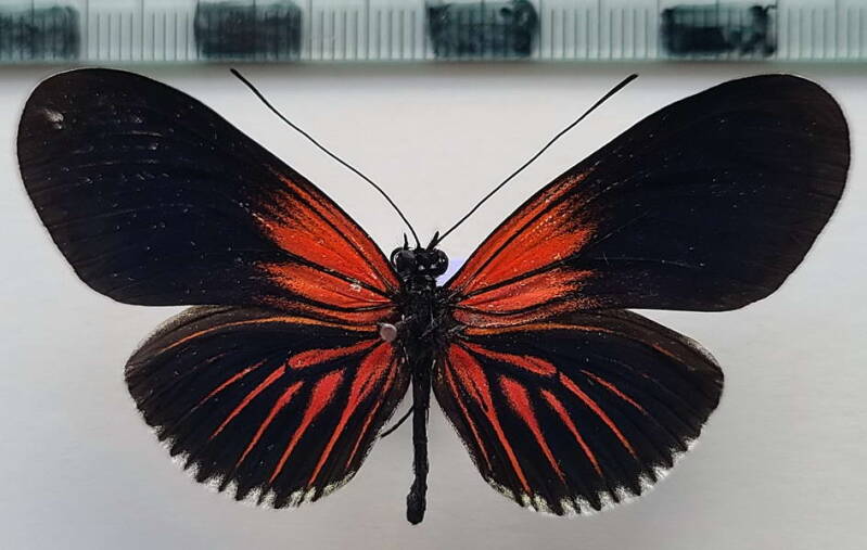 heliconius_erato_forme-39-standard.jpg