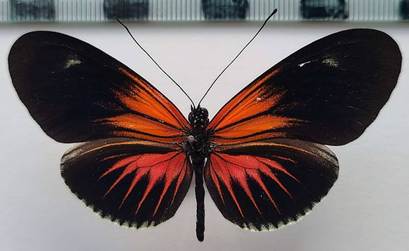 heliconius_erato_forme-40-standard.jpg