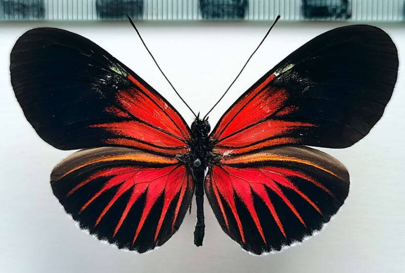heliconius_erato_forme-45-standard.jpg