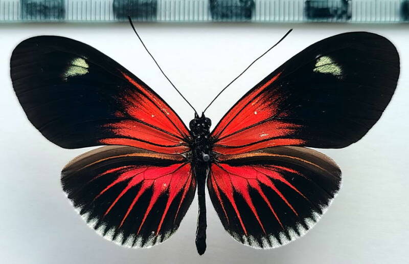 heliconius_erato_forme-46-standard.jpg