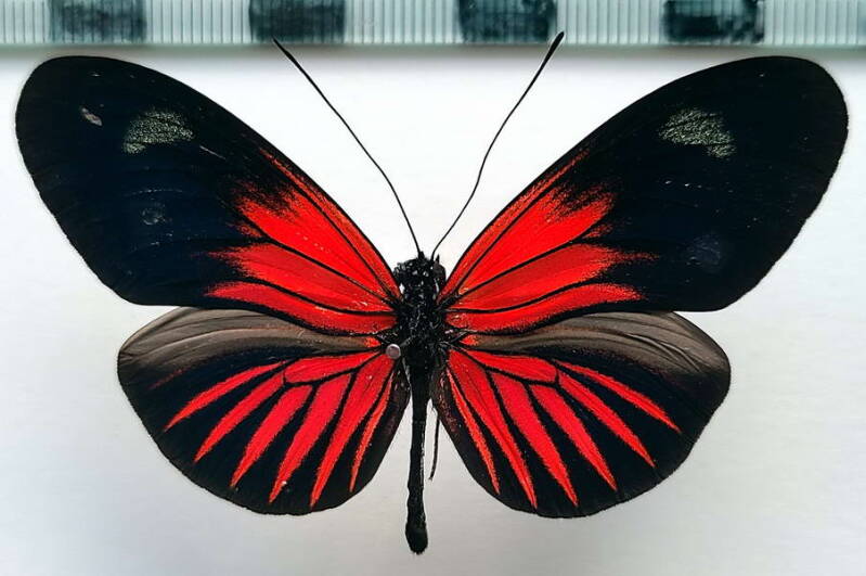 heliconius_erato_forme-48-standard.jpg