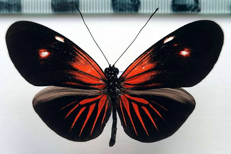 heliconius_erato_forme-49-standard.jpg