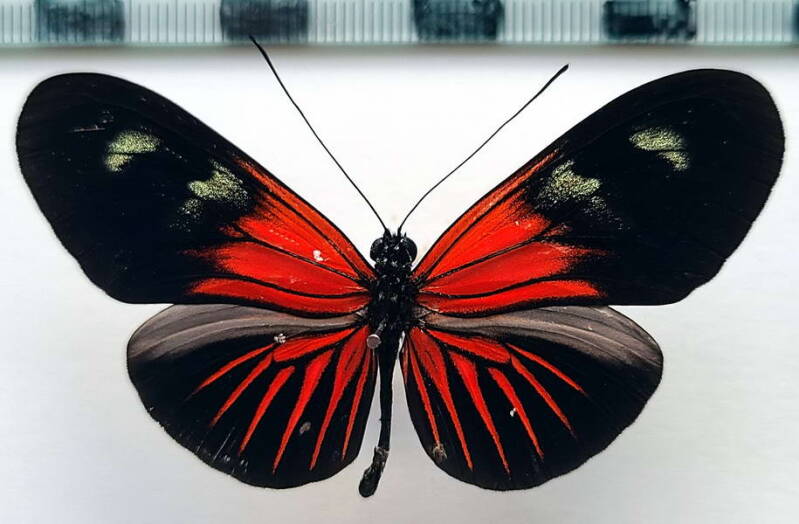 heliconius_erato_forme-50-standard.jpg