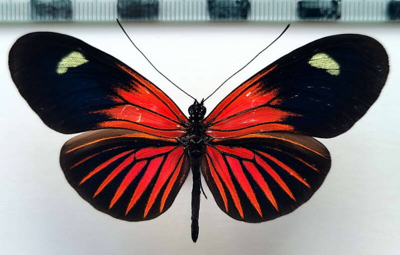 heliconius_erato_forme-51-standard.jpg