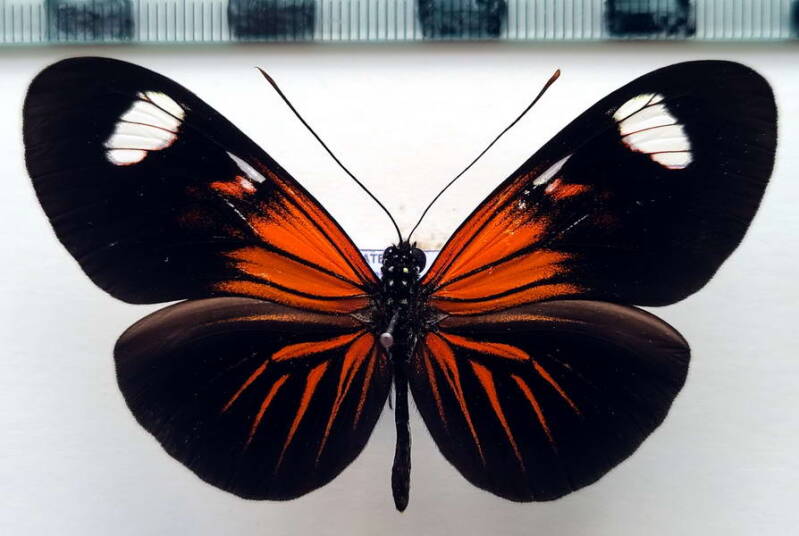 heliconius_erato_forme-53-standard.jpg
