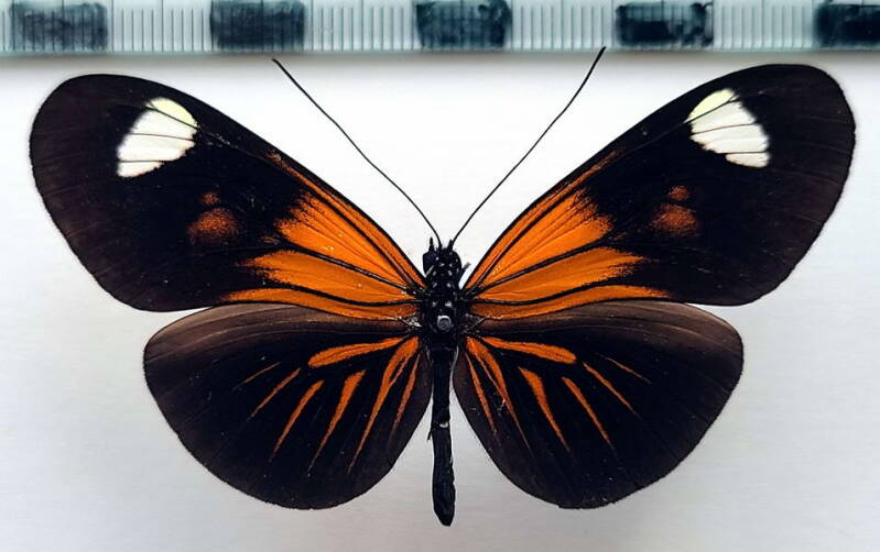 heliconius_erato_forme-54-standard.jpg