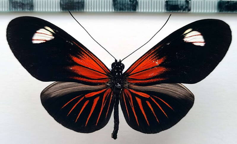 heliconius_erato_forme-55-standard.jpg