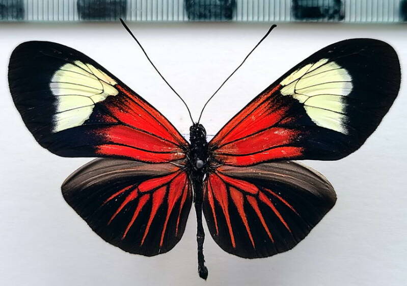 heliconius_erato_forme-57-standard.jpg