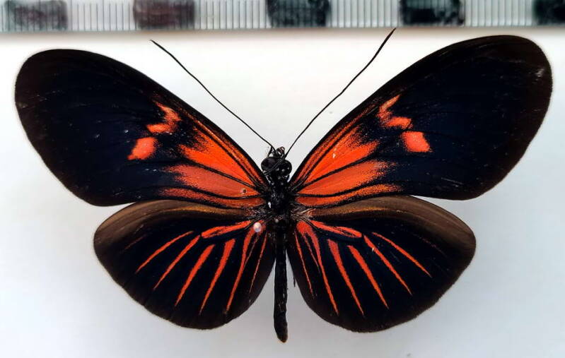 heliconius_erato_forme-64-standard.jpg