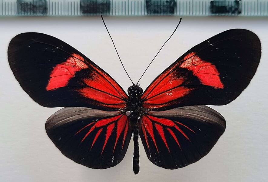 Heliconius erato forme N°8 mâle A1-  Equateur