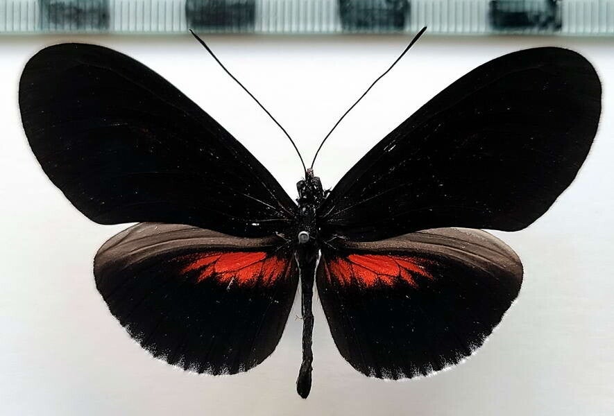 Heliconius erato forme N°1 mâle A1-  Equateur