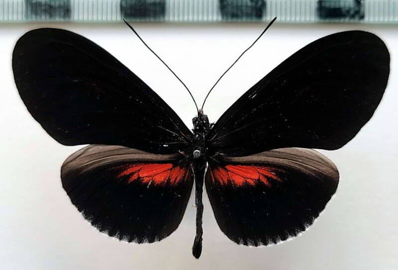 heliconius_erato_forme01-standard-lui3nt.jpg