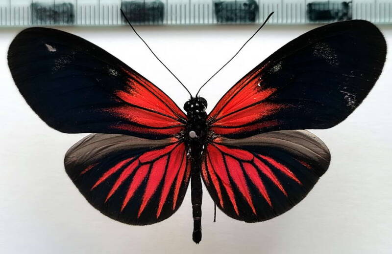 heliconius_erato_forme02-standard.jpg