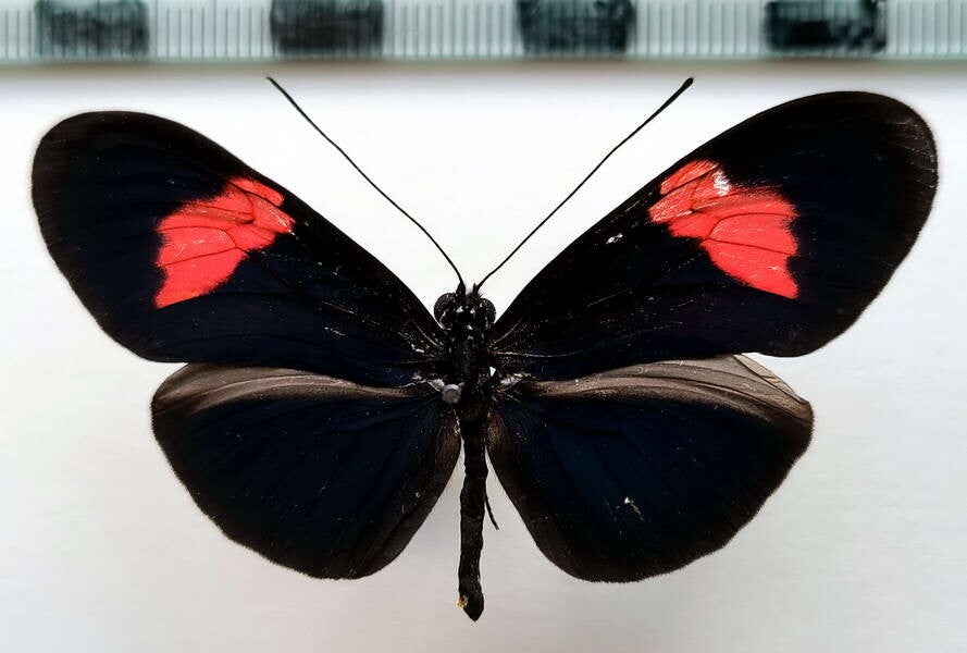 Heliconius erato forme N°4 mâle A1-  Equateur
