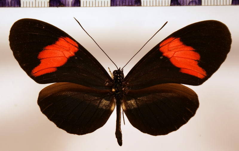 heliconius_erato_guarica-standard.jpg