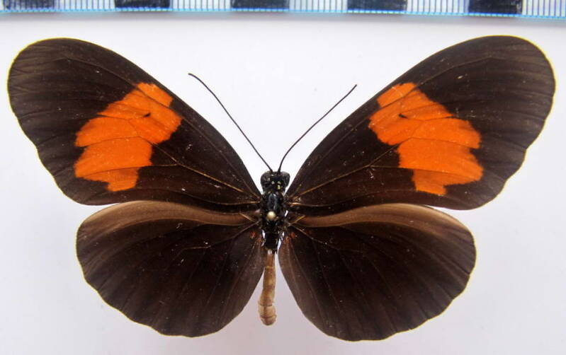 heliconius_erato_hydara04_bresil_2-standard.jpg