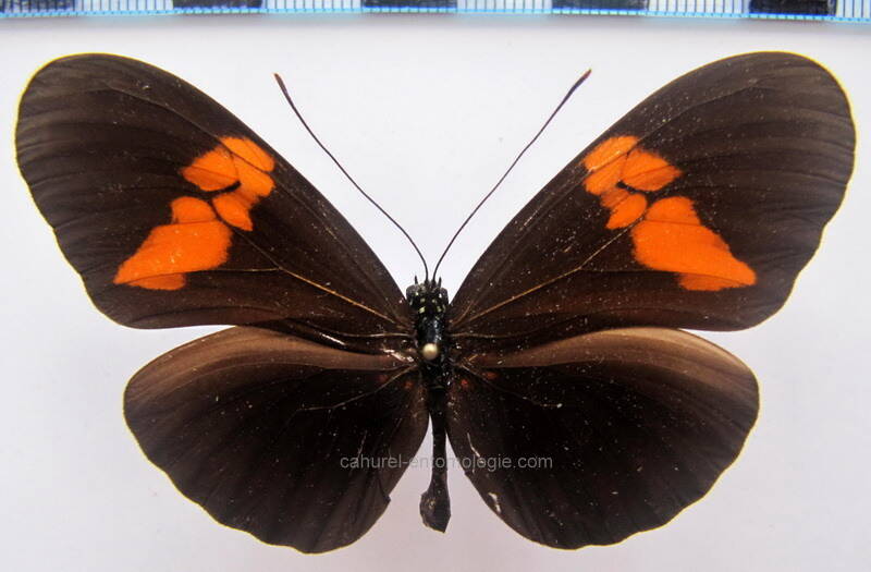 heliconius_erato_hydara05_bresil-standard.jpg