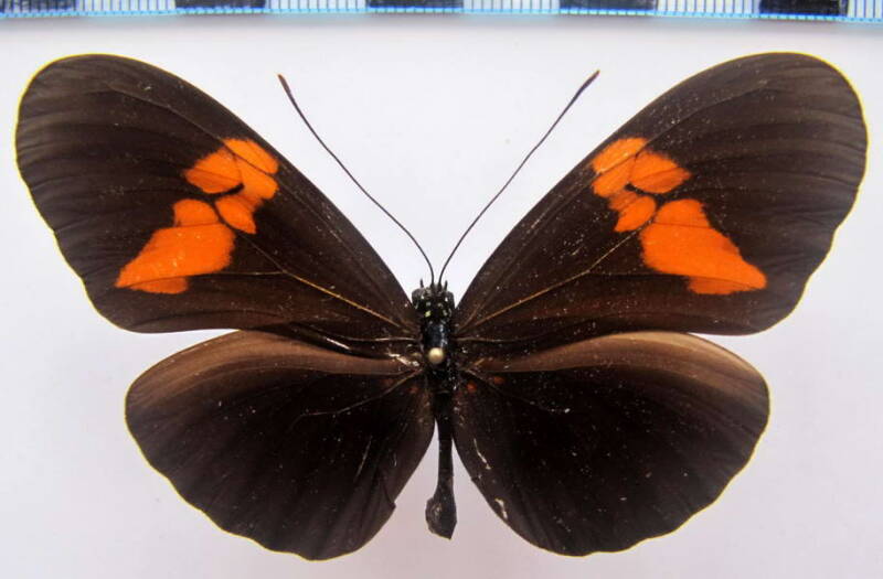 heliconius_erato_hydara05_bresil_3-standard.jpg