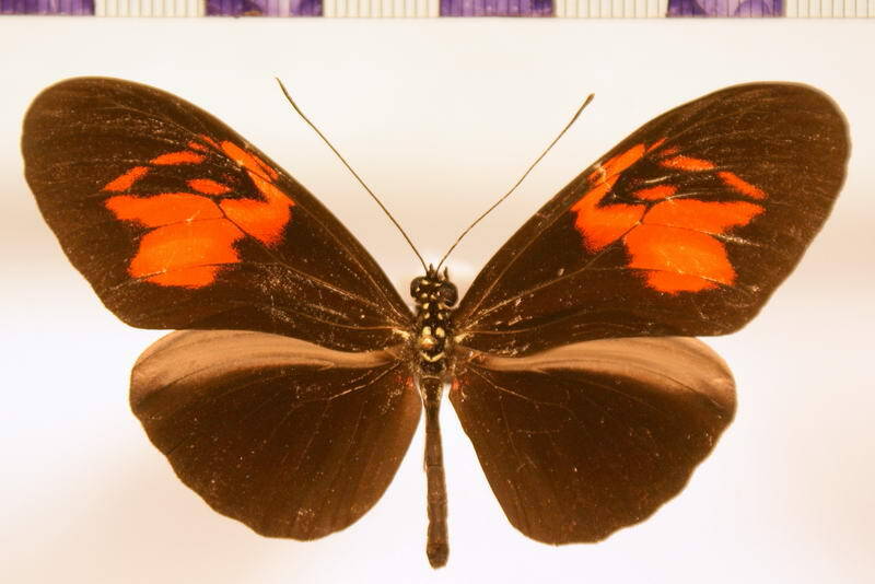 heliconius_erato_hydara_belticopis02-standard.jpg