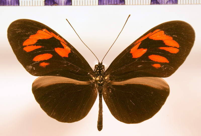 heliconius_erato_hydara_callycopis01-standard.jpg