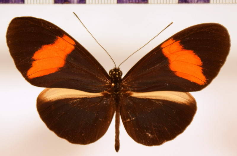 heliconius_erato_hydara_col-standard.jpg