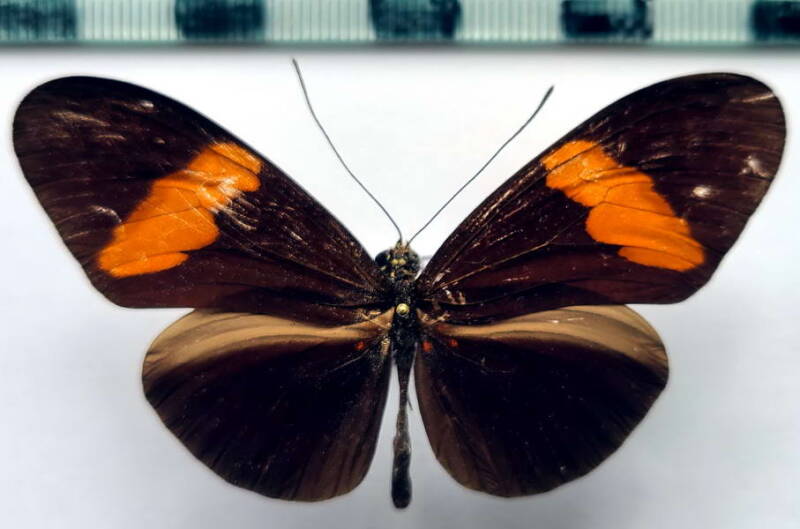 heliconius_erato_hydara_m_col-standard.jpg