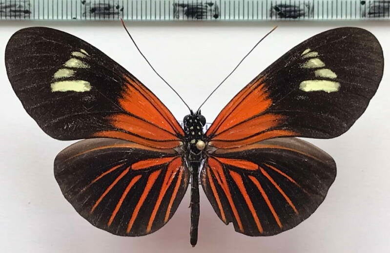 heliconius_erato_lativitta_f03_eq-standard.jpg