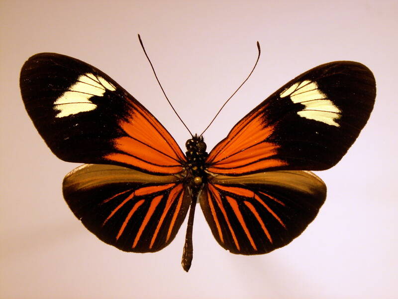 heliconius_erato_lativitta_m-standard.jpg