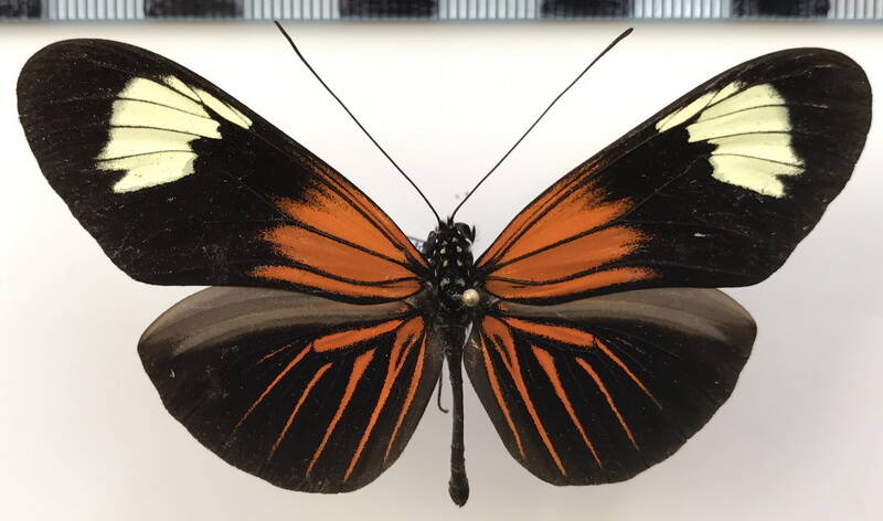 heliconius_erato_lativitta_m02_eq-standard.jpg