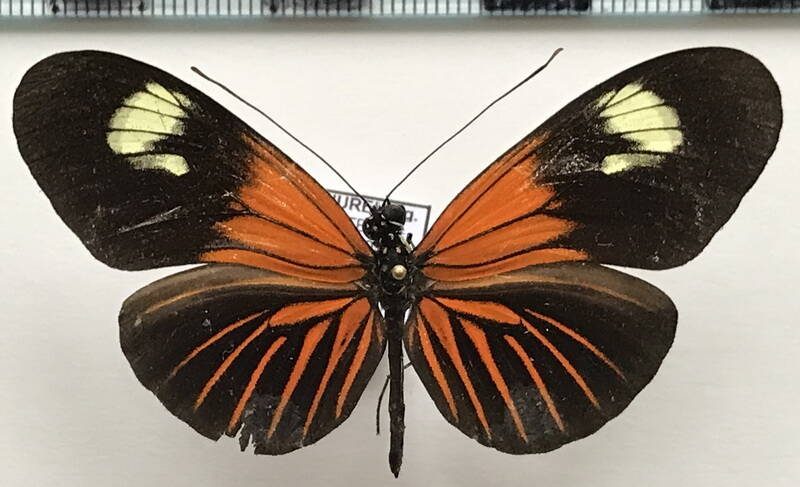 heliconius_erato_lativitta_m05_eq-standard.jpg