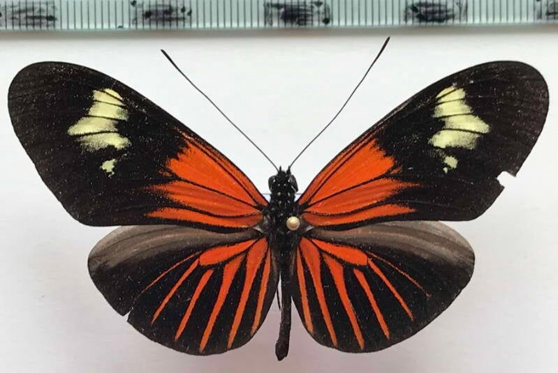 heliconius_erato_lativitta_m05_eq_2-standard.jpg