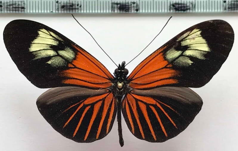 heliconius_erato_lativitta_m06_eq-standard.jpg