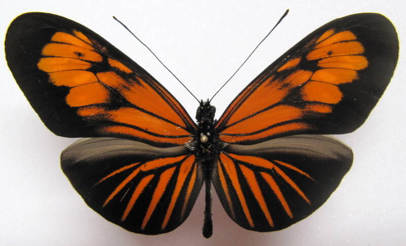 heliconius_erato_microclea06-p-standard.jpg
