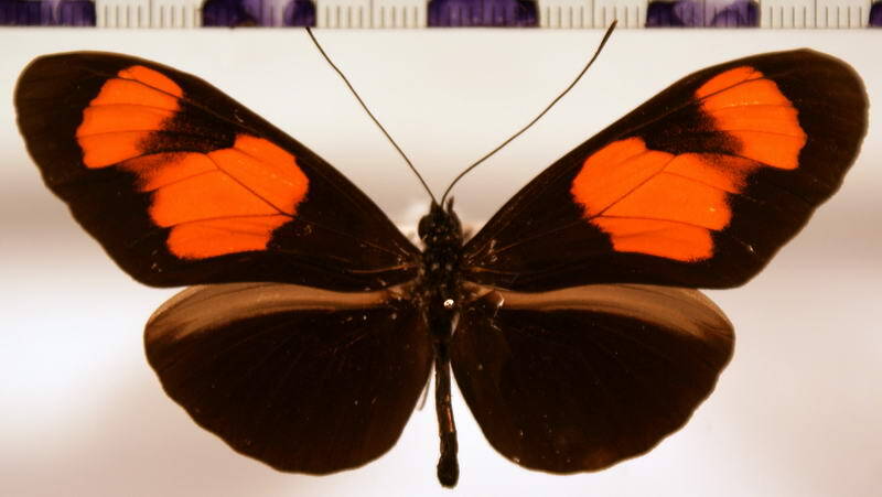heliconius_erato_microclea_microfluens-standard.jpg