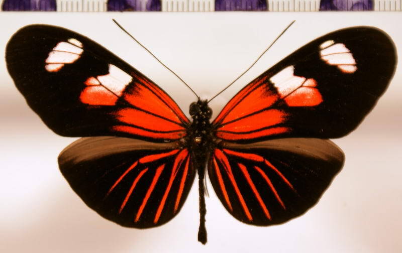 heliconius_erato_notabilis_beata-standard.jpg