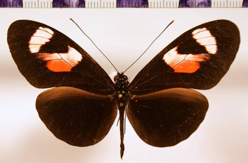 heliconius_erato_notabilis_f-standard-io0z6o.jpg