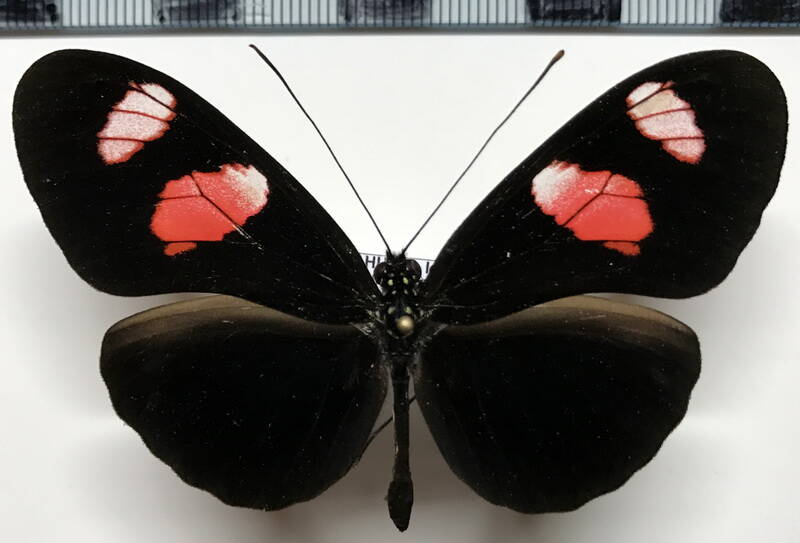heliconius_erato_notabilis_f03_eq-standard.jpg