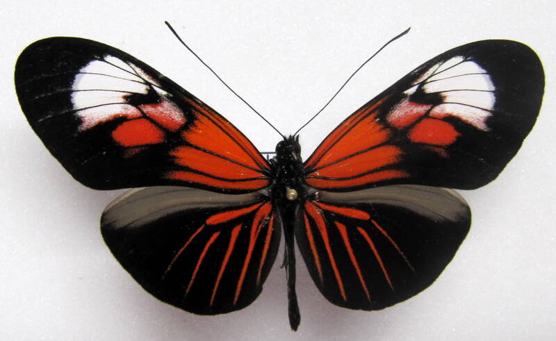 heliconius_erato_notabilis_feyeri-p-standard.jpg