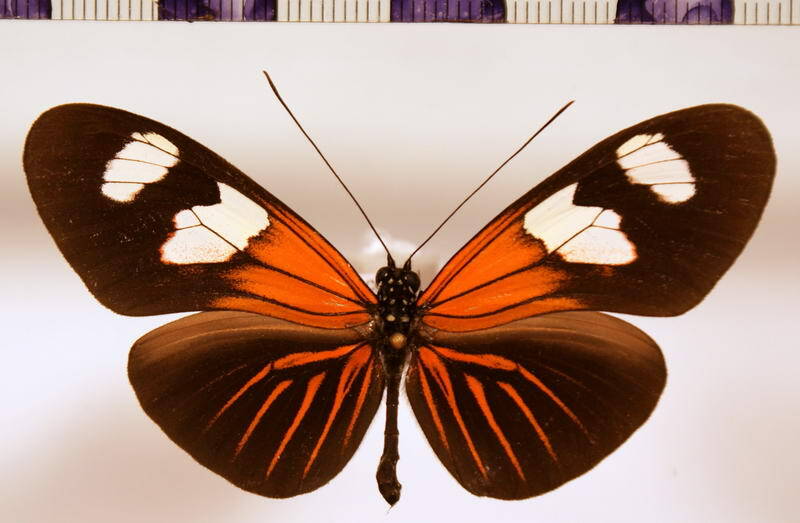 heliconius_erato_notabilis_forme-standard.jpg