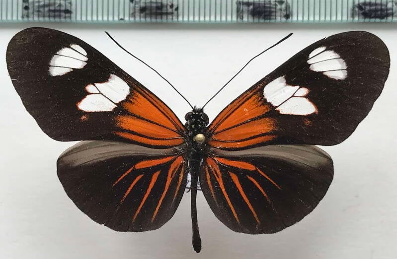 heliconius_erato_notabilis_forme_m02_eq-standard.jpg