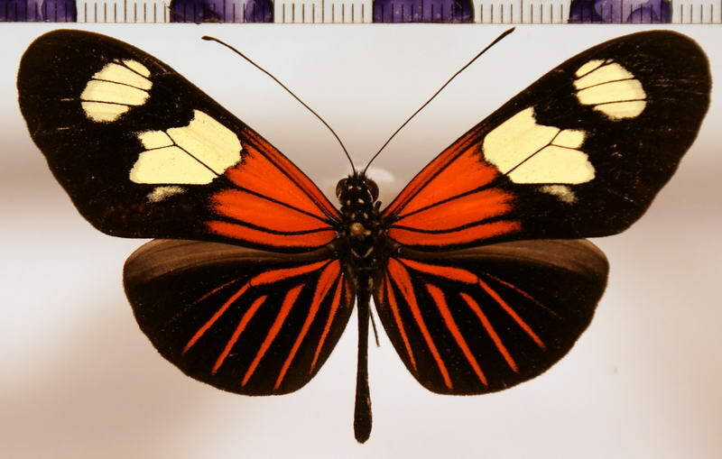 heliconius_erato_notabilis_iliam-standard.jpg