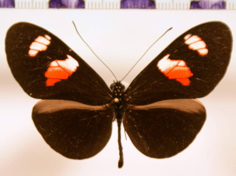 heliconius_erato_notabilis_m02_equateur-standard.jpg