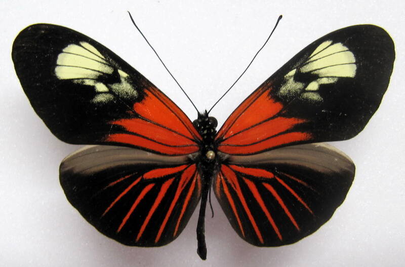 heliconius_erato_notabilis_ochracea-p-standard.jpg